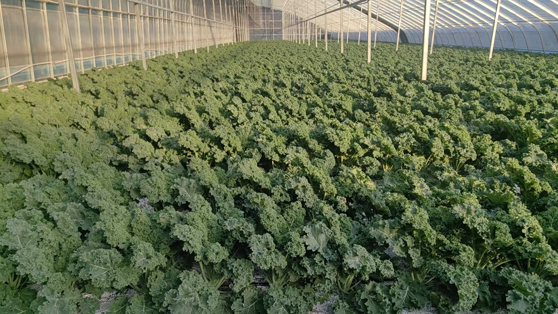 云南大理羽衣甘蓝种植基地,高原气候造就优质品质 羽衣甘蓝种植基地