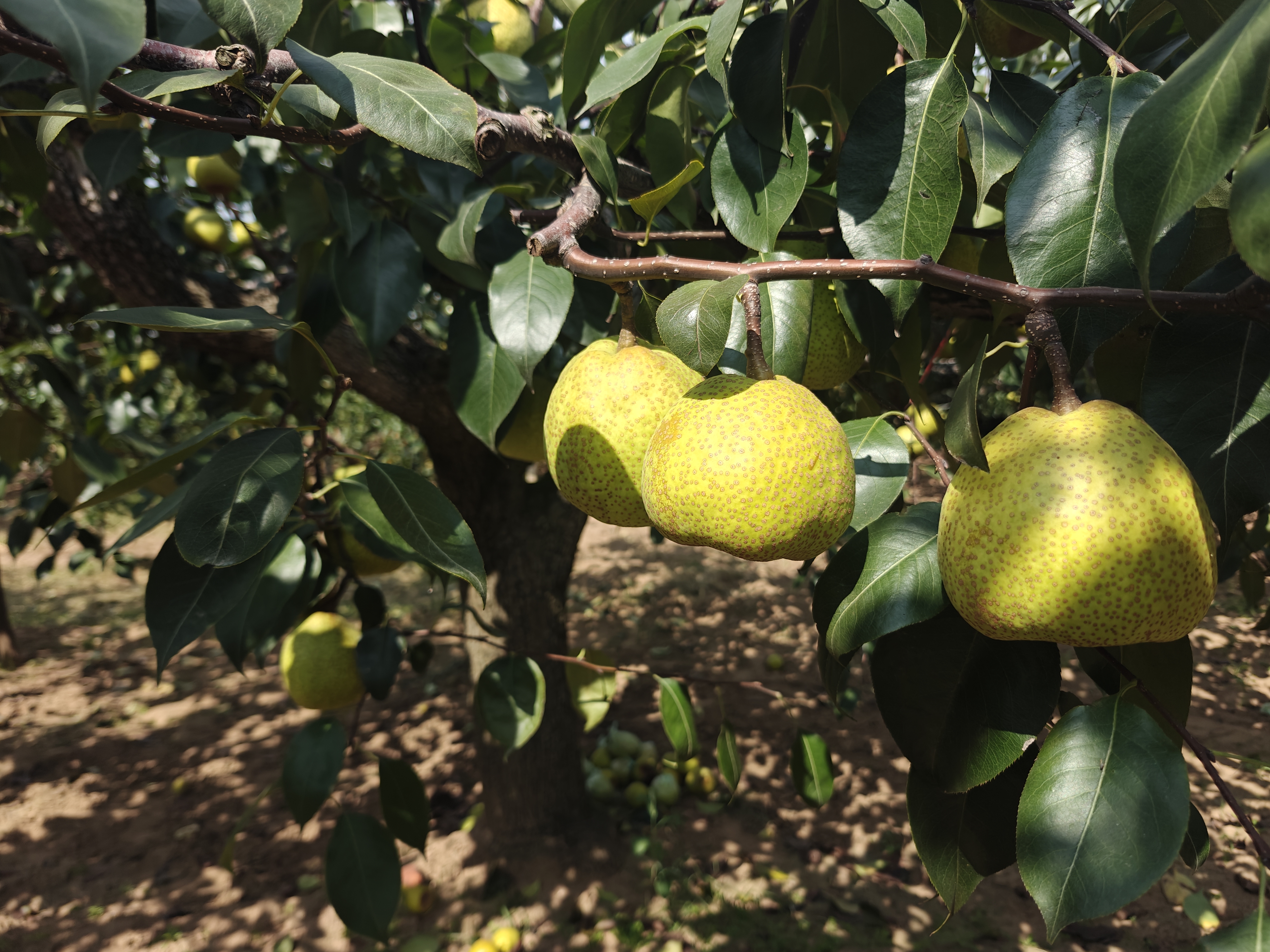 新鲜采摘的正宗莱阳梨特写照片