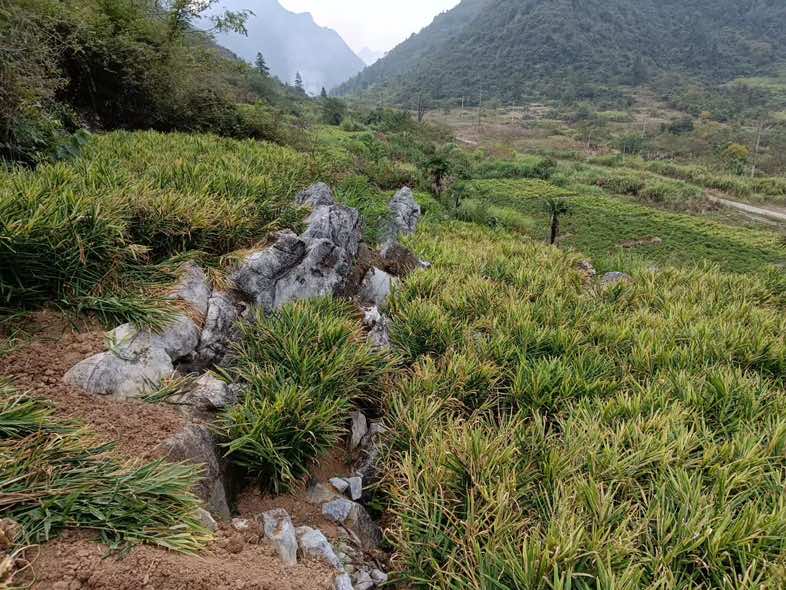 石崖姜生长环境