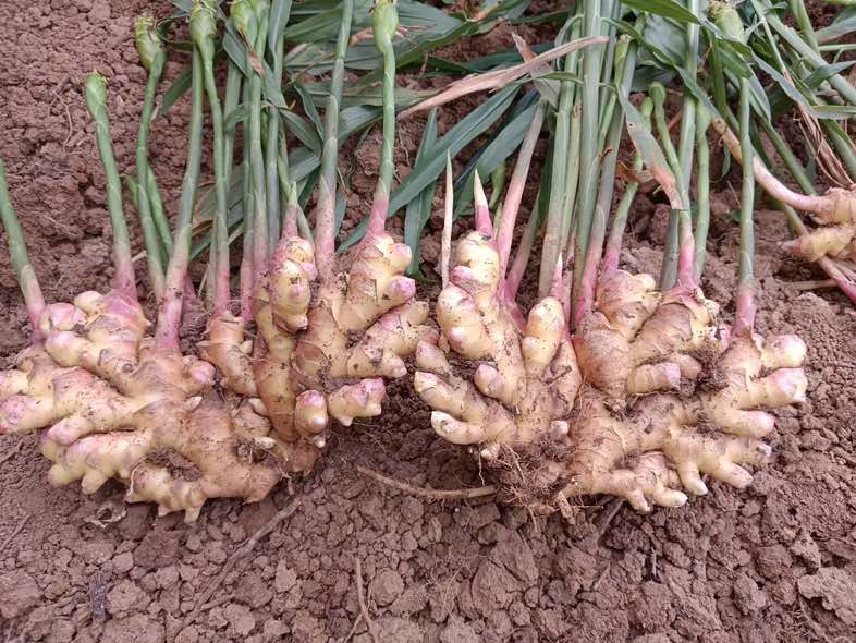 红芽姜采收现场图