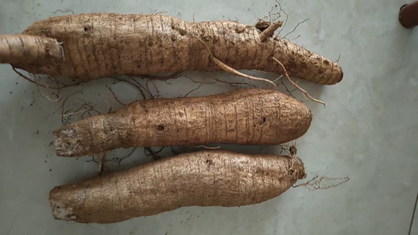 新鲜挖出的粉葛与淮山并列摆放,左侧为表皮较粗、呈灰褐色且有纵向裂纹的粉葛,右侧为表皮光滑、淡黄色、形状较直的淮山,背景为田园泥土环境,展示两种食材的真实外观差异 粉葛与淮山对比图