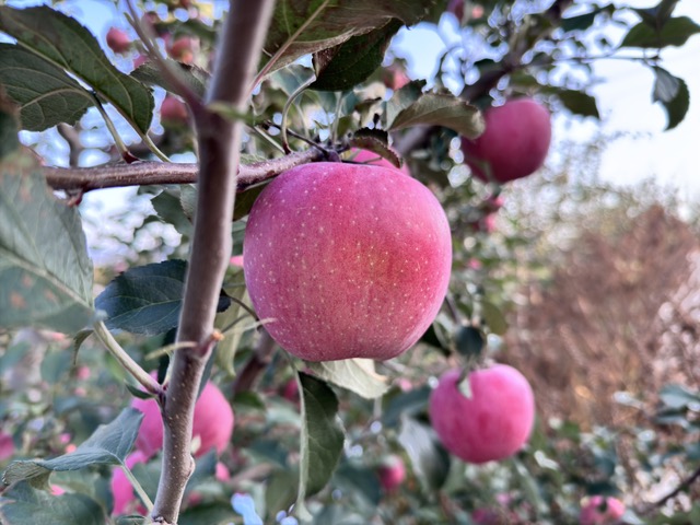 苹果839单果特写：果形端正圆锥状，全面覆鲜亮条纹红，果面光洁有蜡质光泽，果柄粗短，背景为果园自然光环境