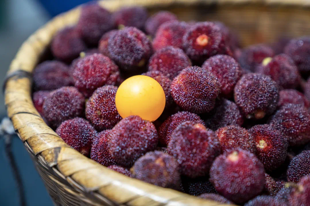 东魁杨梅果篮特写
