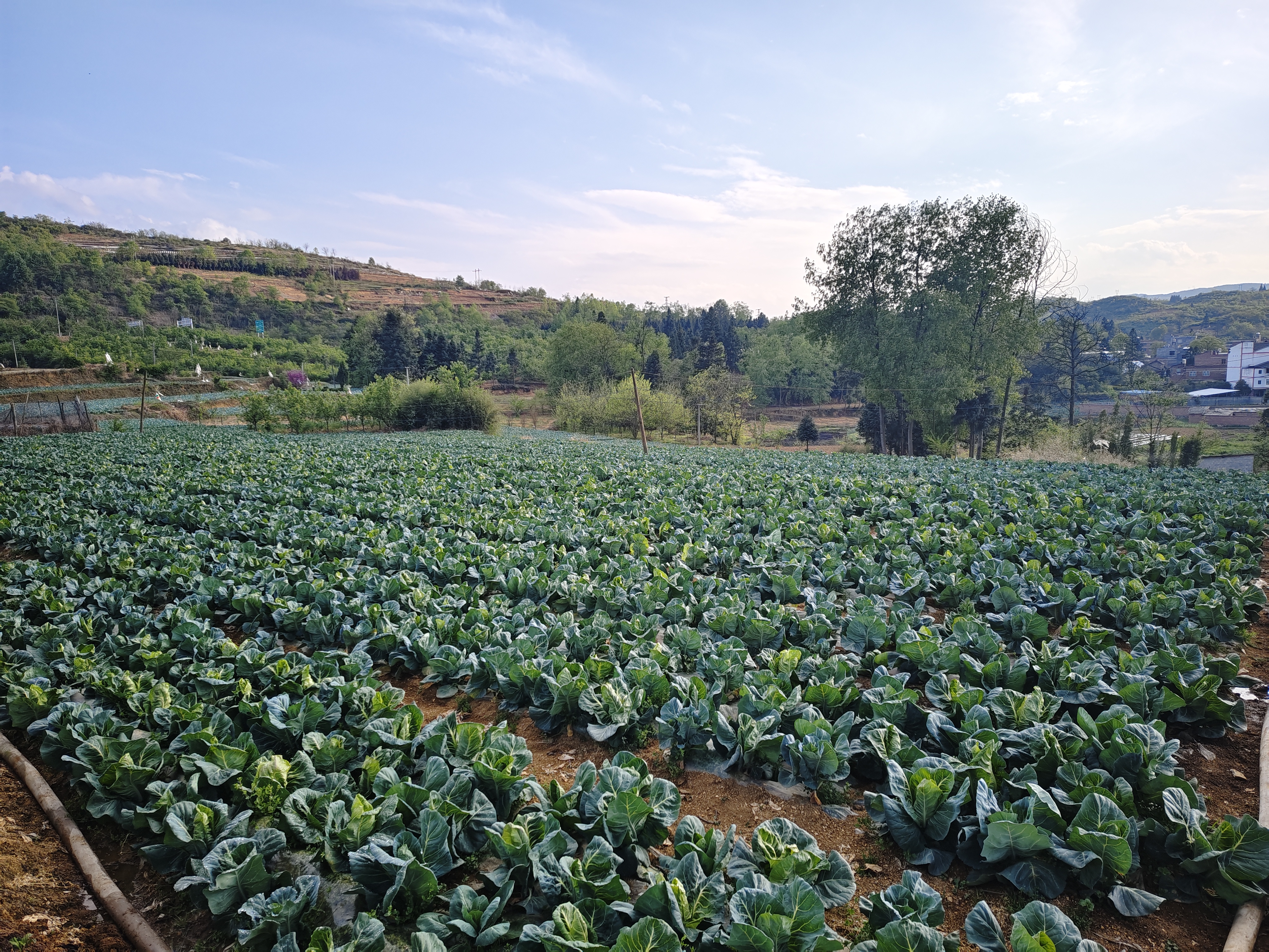 牛心甘蓝田间生长实景