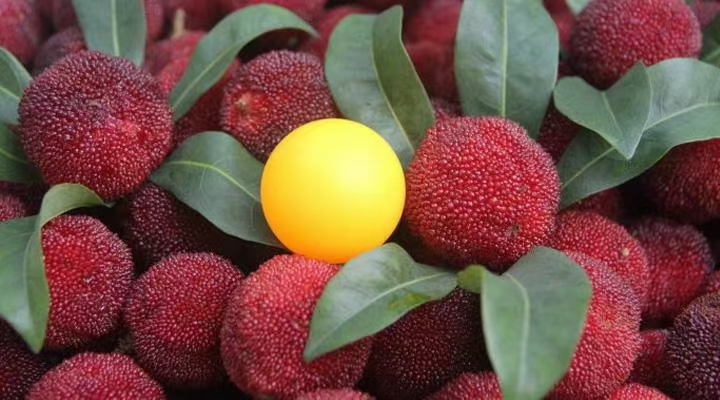 东魁杨梅特写 特写镜头下的东魁杨梅果实,展示其硕大饱满、深紫红色的外观,表面颗粒凸起明显,带有自然光泽,背景为绿叶衬托