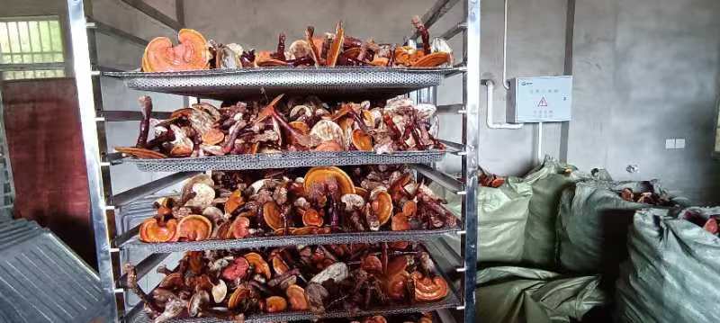 灵芝片的选购与预处理步骤