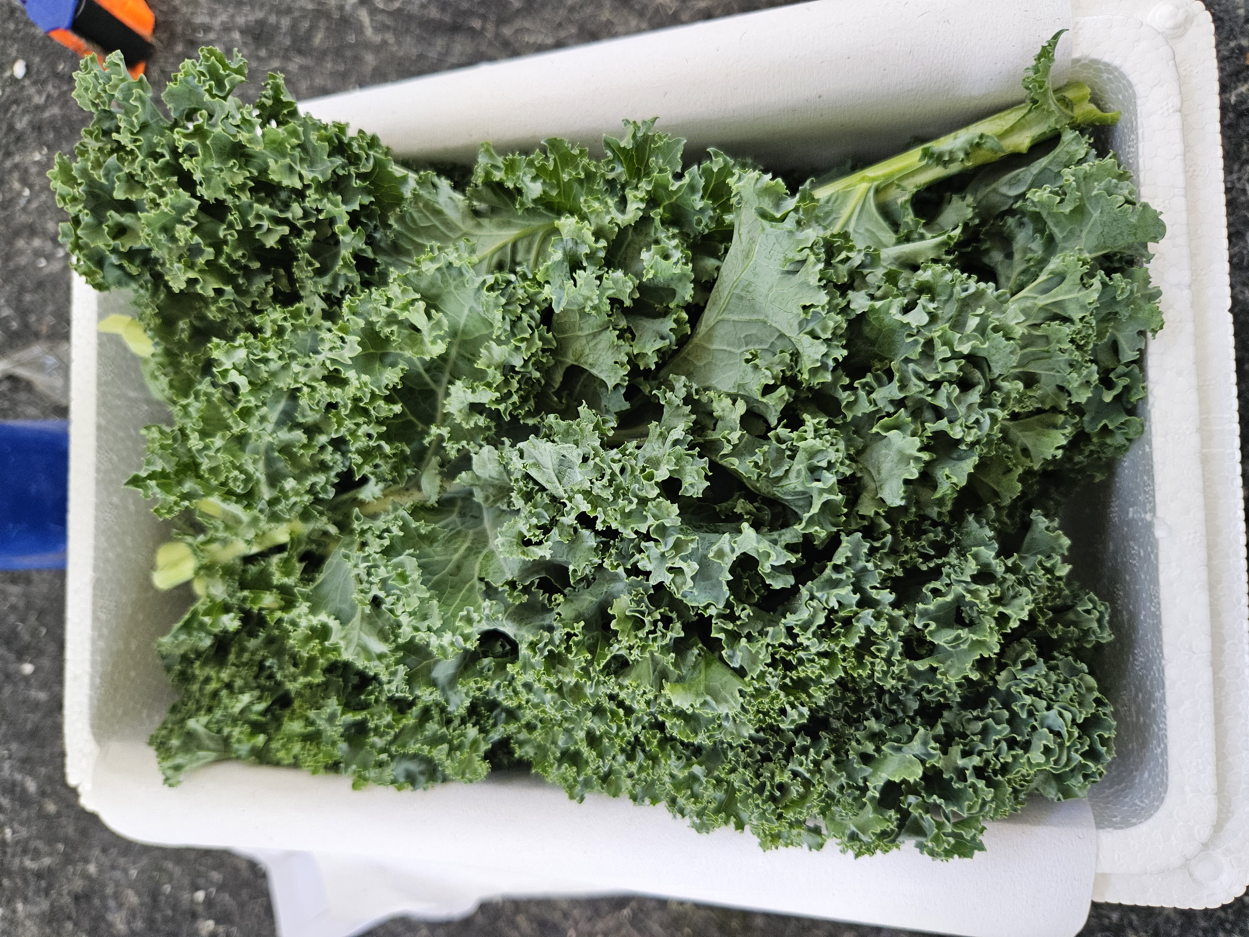 羽衣甘蓝蔬菜汁在玻璃杯中，旁边摆放新鲜羽衣甘蓝叶