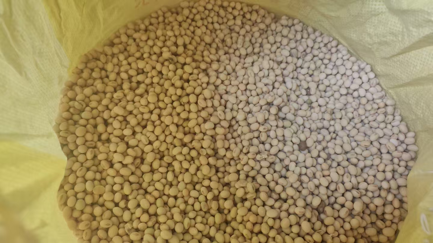 高清微距摄影:新鲜干燥的黄豆(Glycine max)籽粒,单粒直径约5–7mm,种皮光滑呈浅琥珀色,种脐为浅褐色椭圆形斑点,体现品种纯正与高成熟度 黄豆实物特写:饱满圆润的淡黄色干黄豆颗粒,表面有明显脐痕,散落在木质砧板上,背景虚化