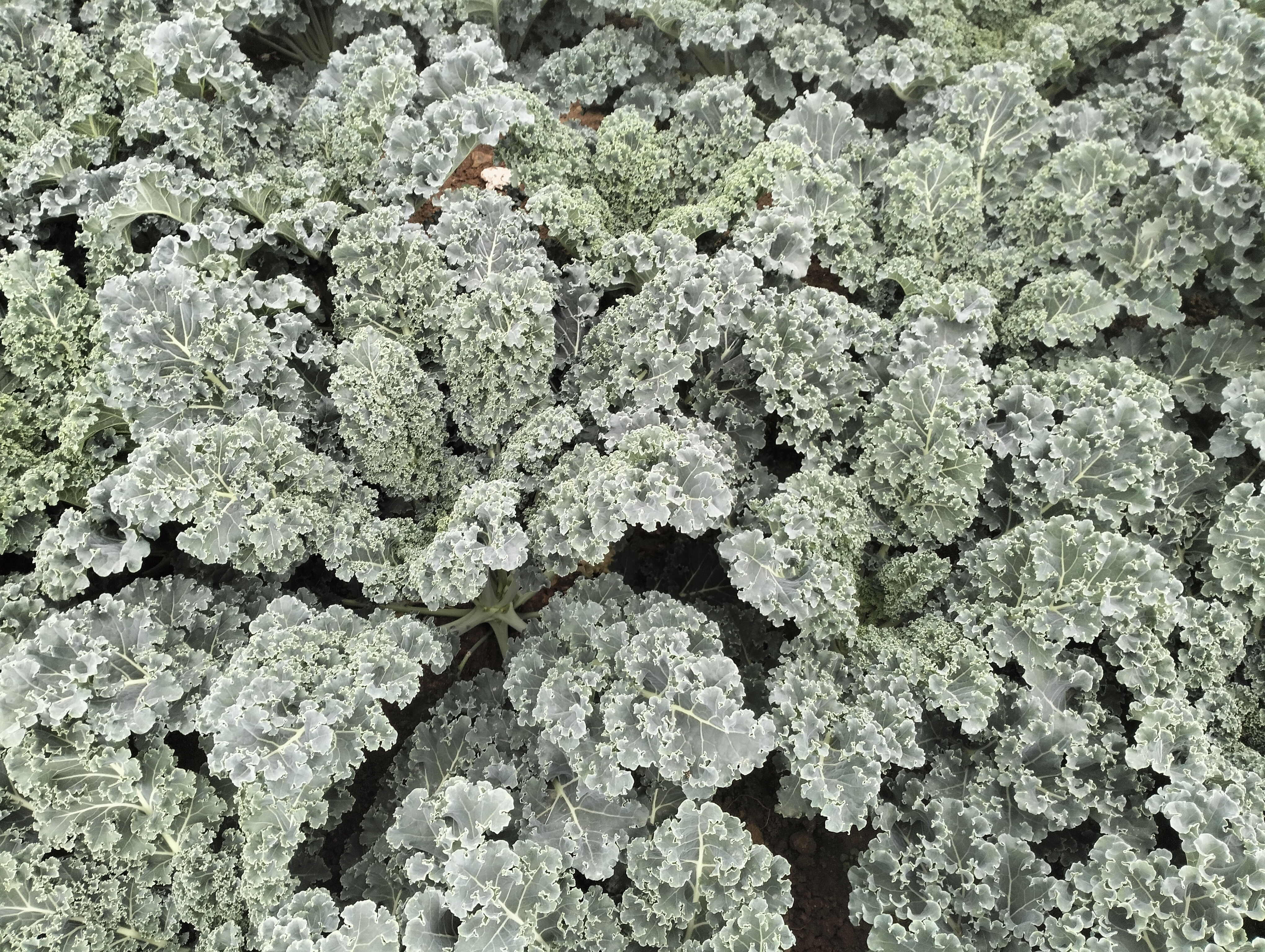 羽衣甘蓝植株整体图,展示其松散生长、深绿色卷曲叶片的形态 羽衣甘蓝植株整体图