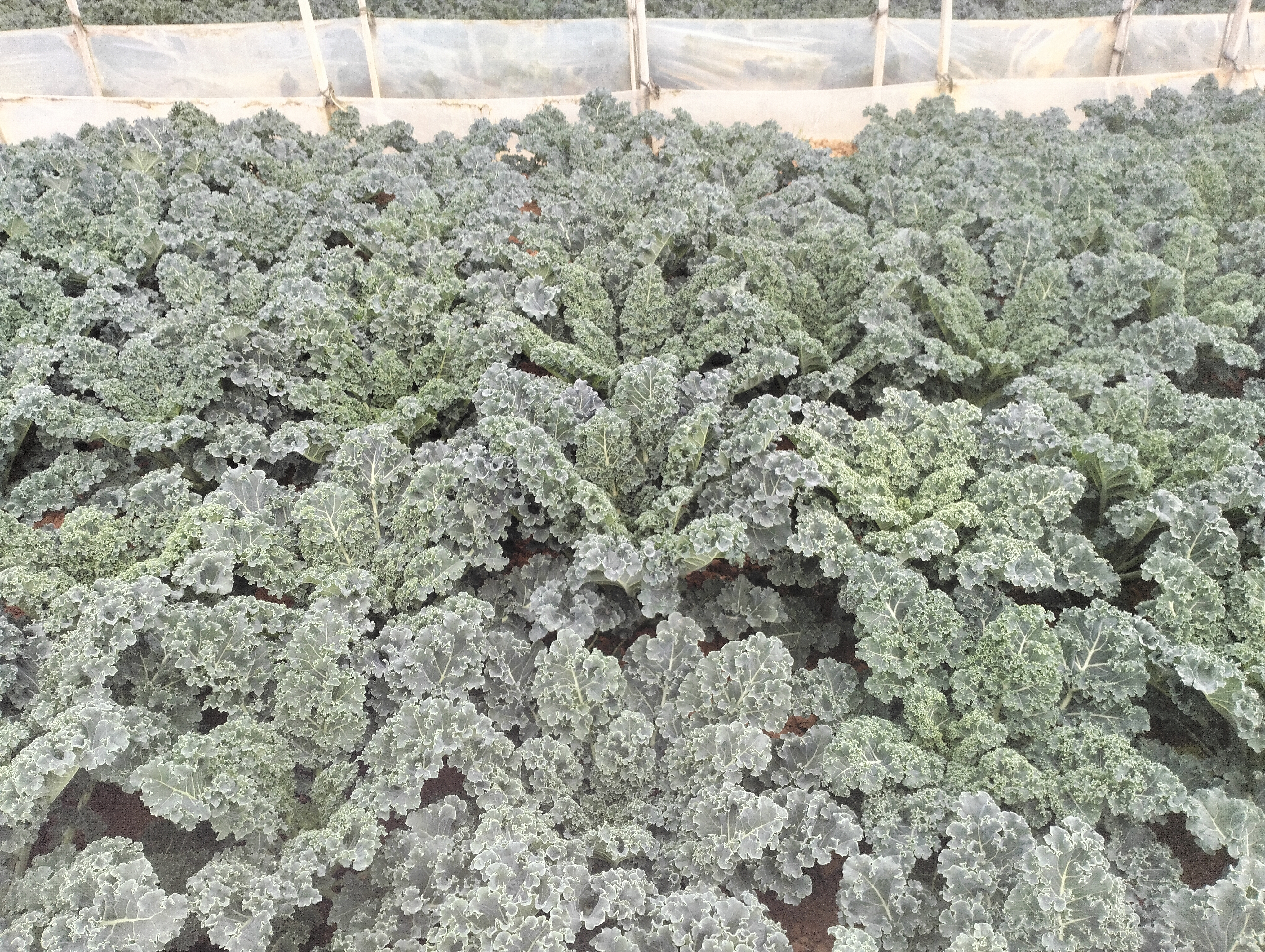 羽衣甘蓝种植图
