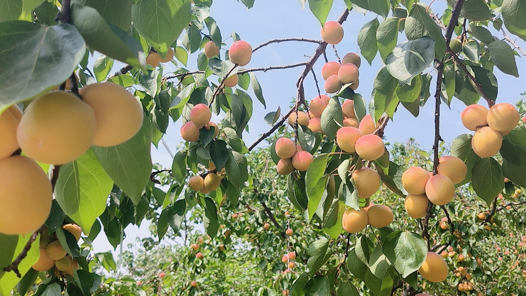 贵妃杏果园实景图