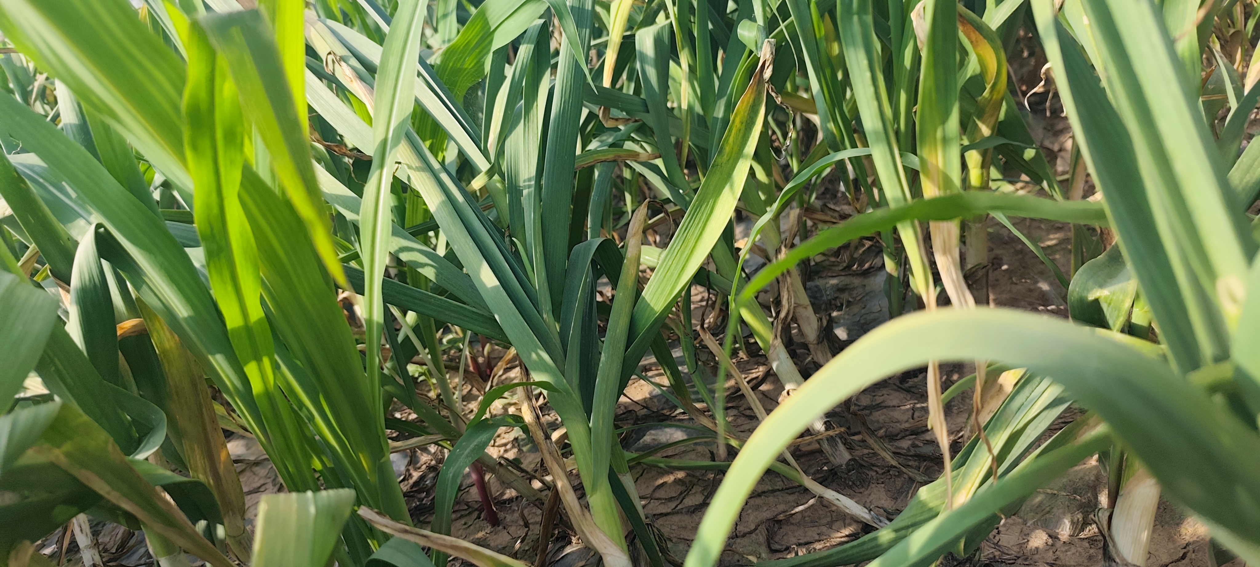 大蒜增产期田间效果对比图