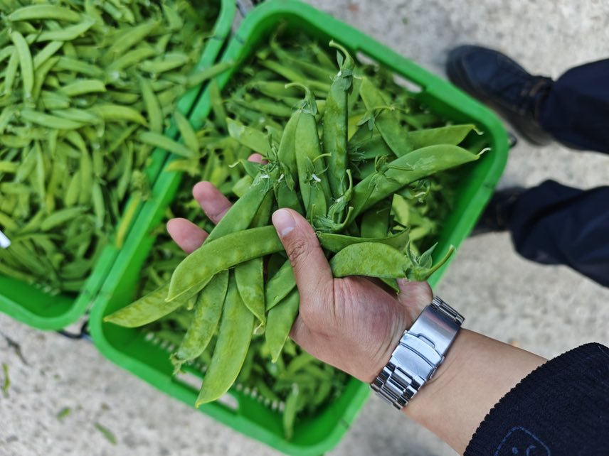 荷兰豆采收与商品化处理流程图