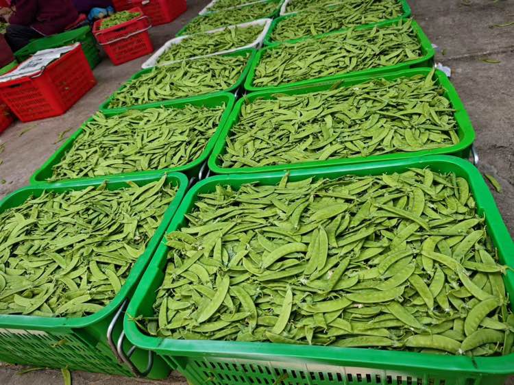 荷兰豆采摘与装箱现场