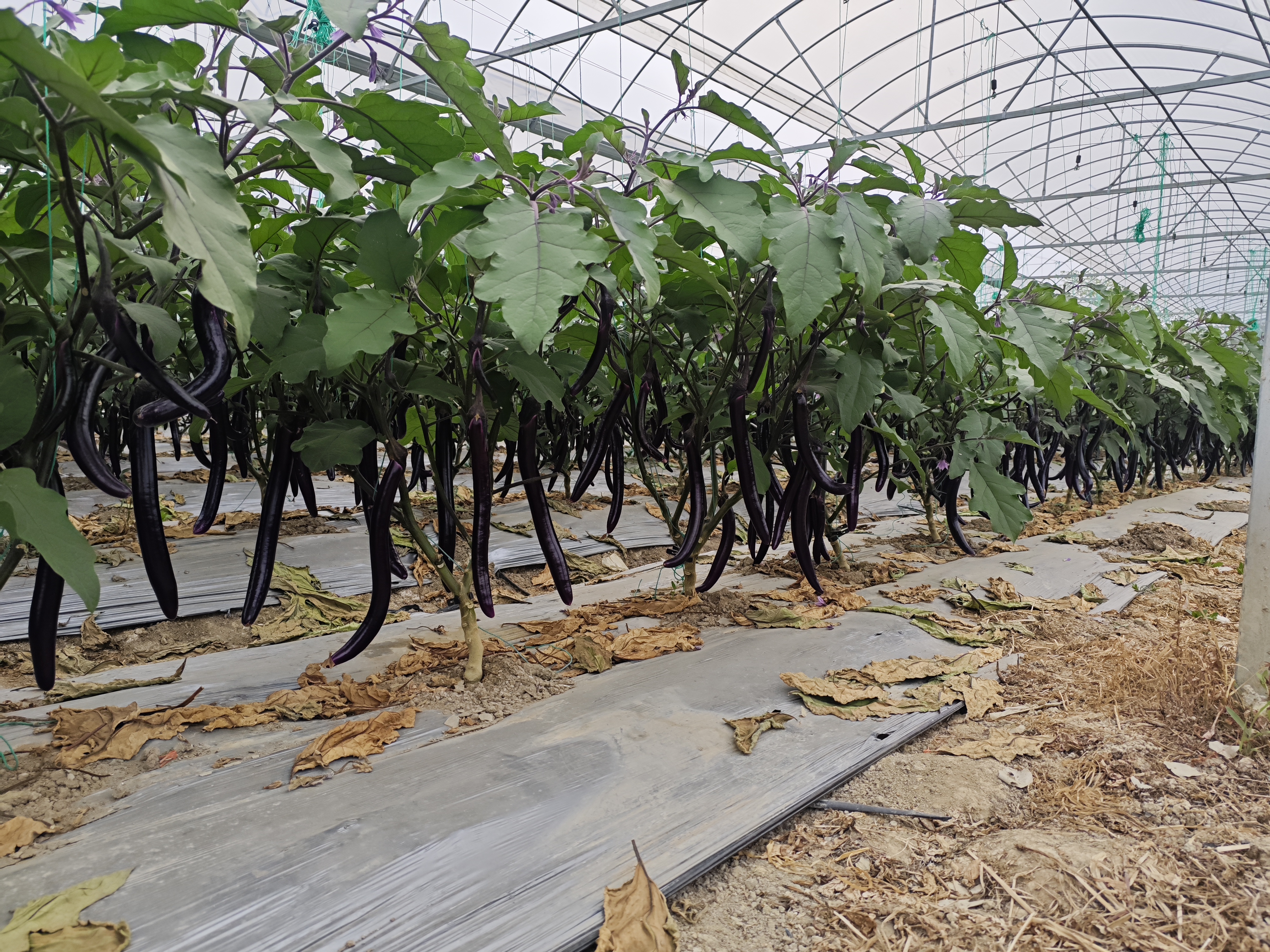 线茄植株挂果特写：一株健壮线茄植株中上部密集垂挂6–8根成熟果实，果实呈笔直细长状，长度约35cm，表皮深紫近黑、泛蜡质光泽，无明显褶皱或斑点，果柄翠绿挺括，叶片为典型茄科阔卵形，叶缘浅波状，叶面微被绒毛