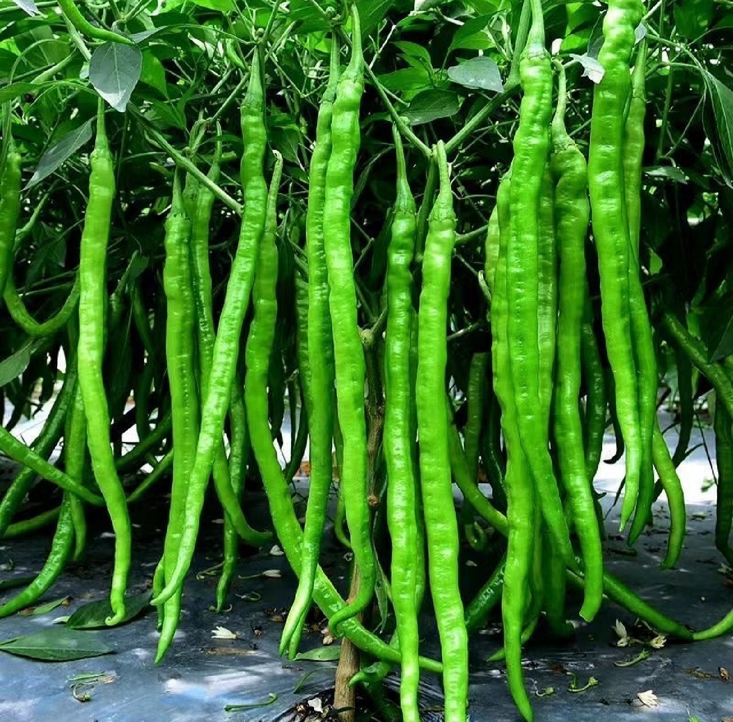 辣椒植株对比图