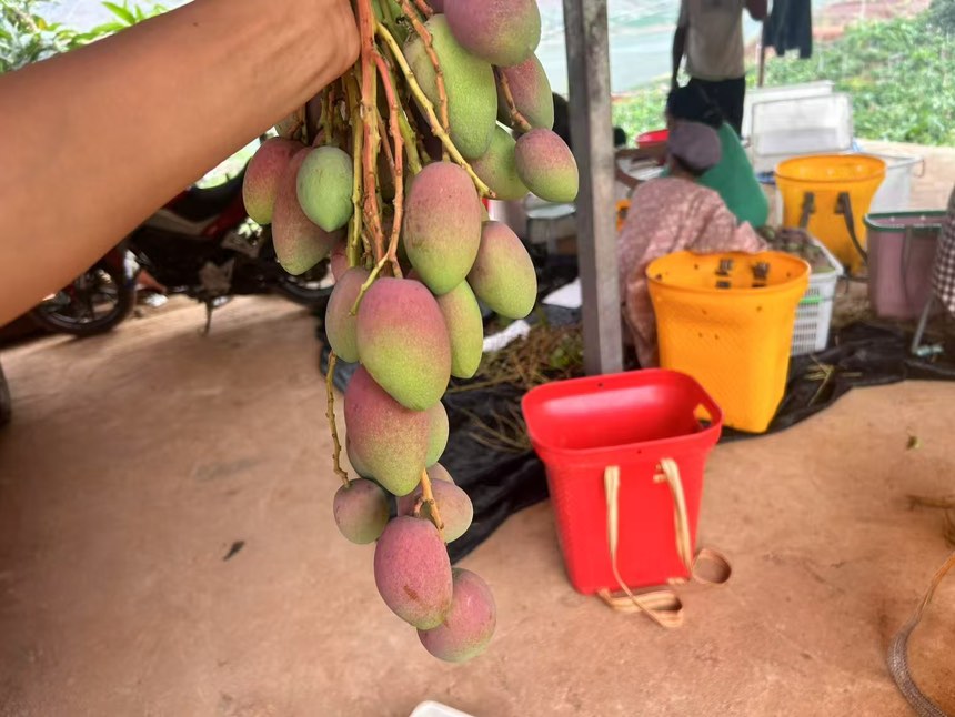 贵妃芒主要产地分布图