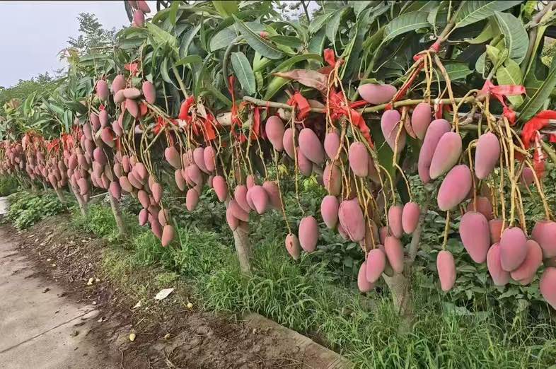 贵妃芒果园全景