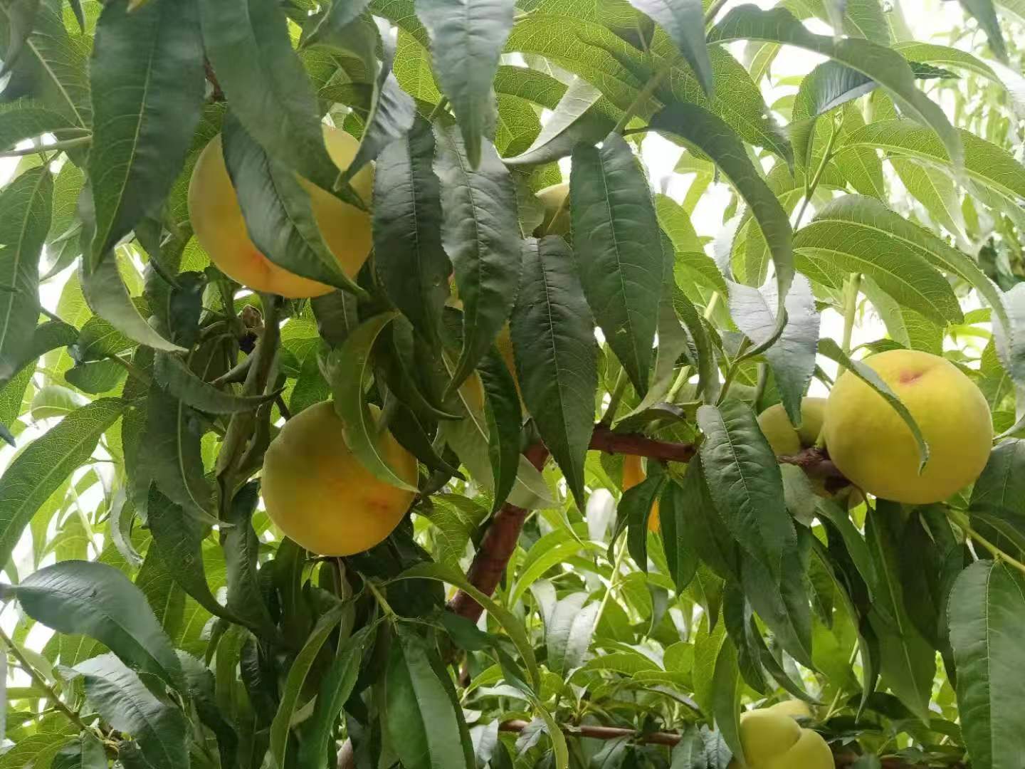 金冠一号黄桃果实成熟时的果园景象