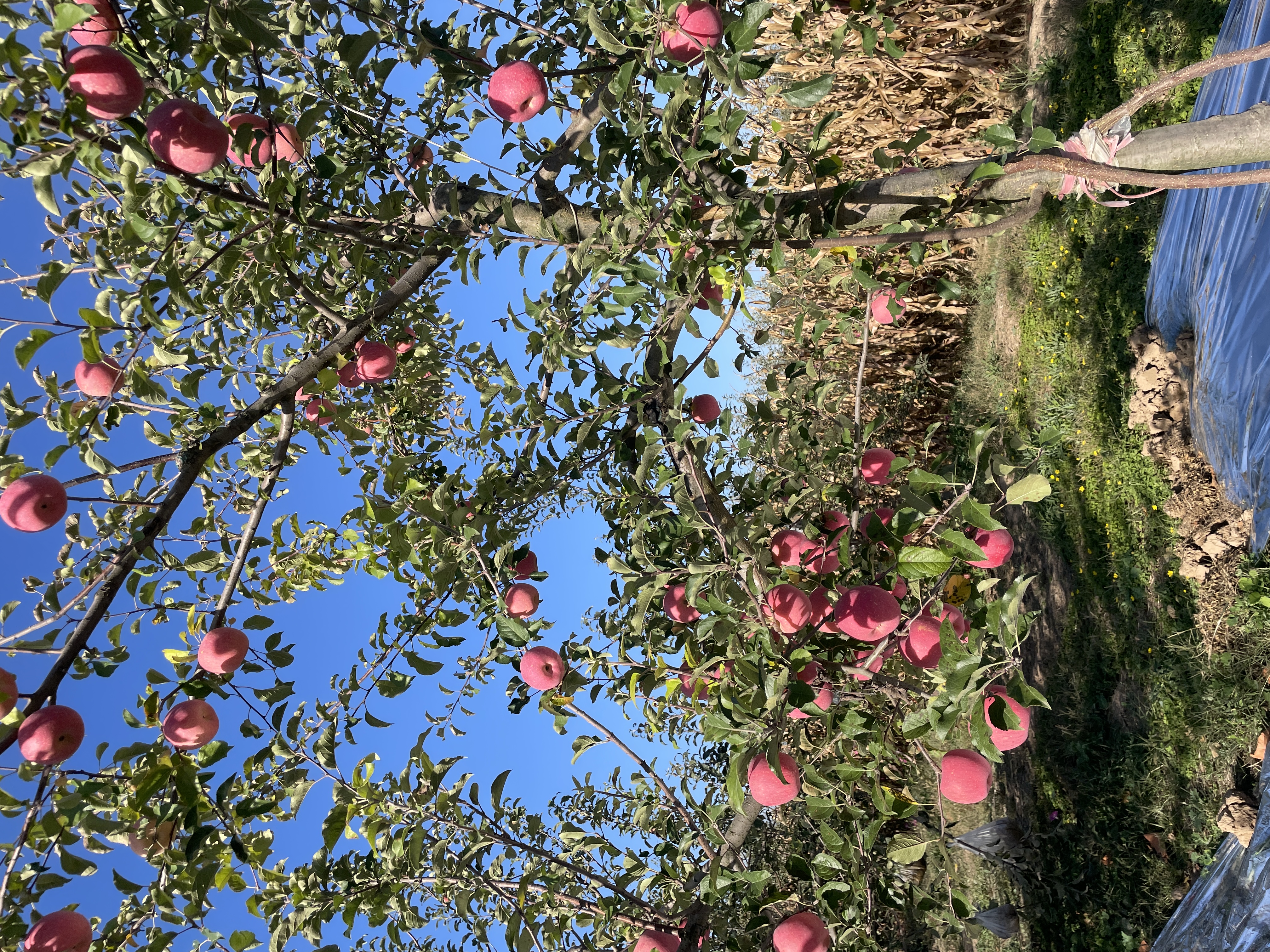 嘎啦苹果果园全景图