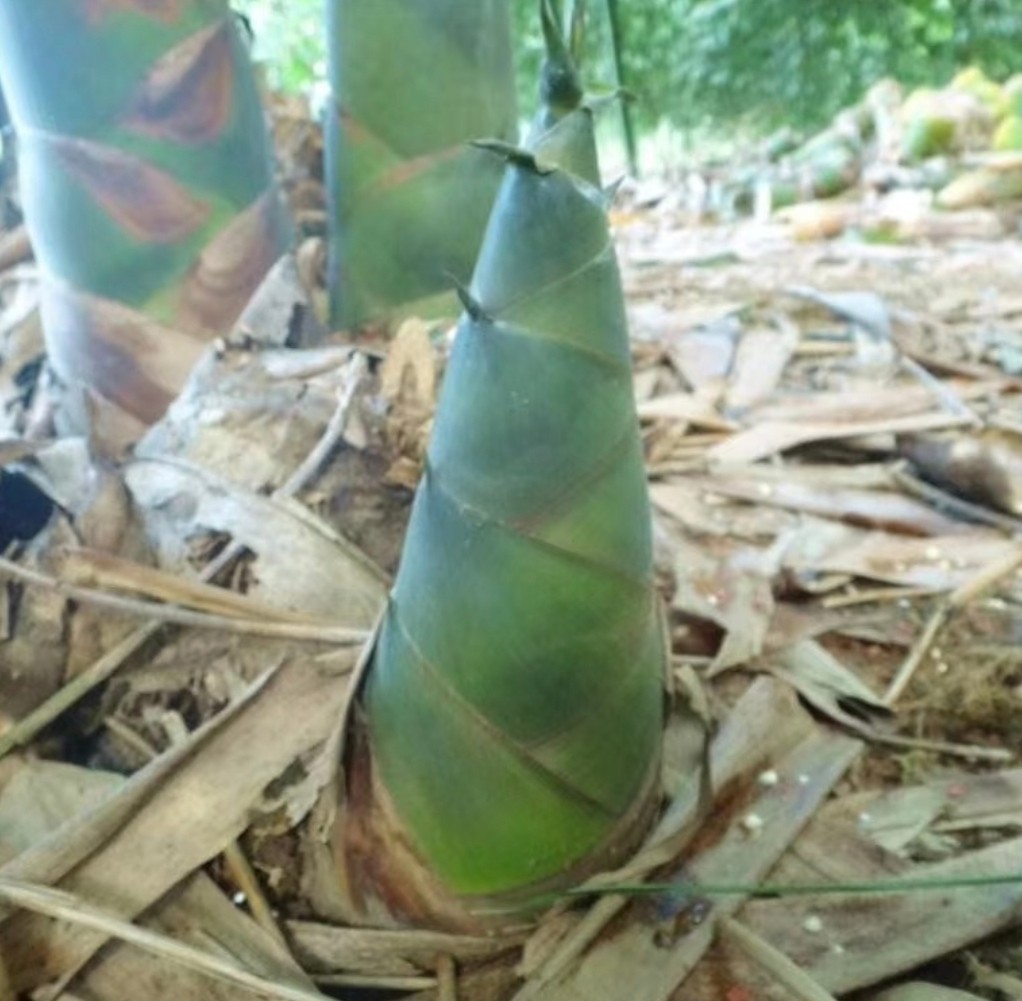 佛肚竹地下茎结构解剖示意图