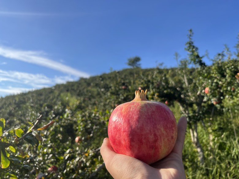 农民在果园采摘成熟软籽石榴的场景