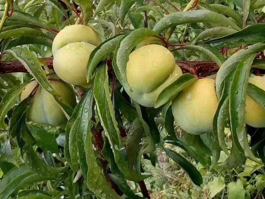 图片说明:成熟的蜂糖李果实挂满枝头,果皮光滑呈淡黄色,无虫孔、无病斑;背景为清晨果园,露珠晶莹,生态环境良好,体现科学防治后的优质产出效果 蜂糖李果实成熟期健康状态