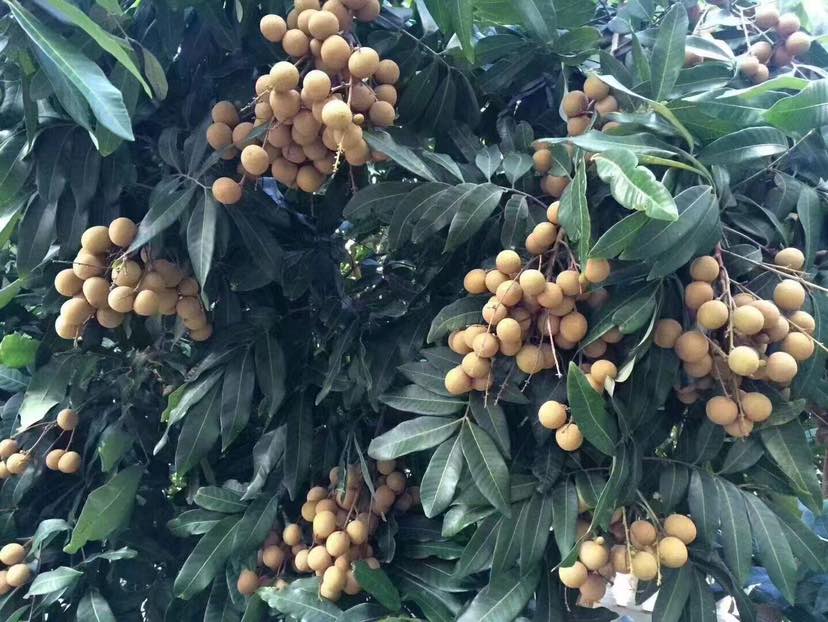 广西平南县某标准化龙眼种植基地内成片成熟的石硖龙眼树,枝头挂满金黄色果实,阳光照射下果穗饱满垂坠,农民正在田间进行采收作业,背景可见丘陵地貌与灌溉系统 石硖龙眼成熟果园全景图