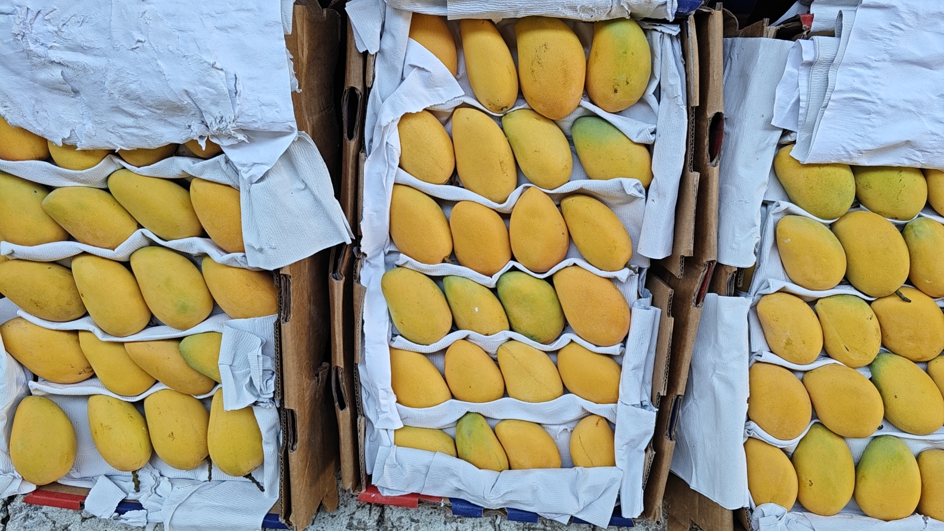 小台芒与香蕉一起催熟示意图