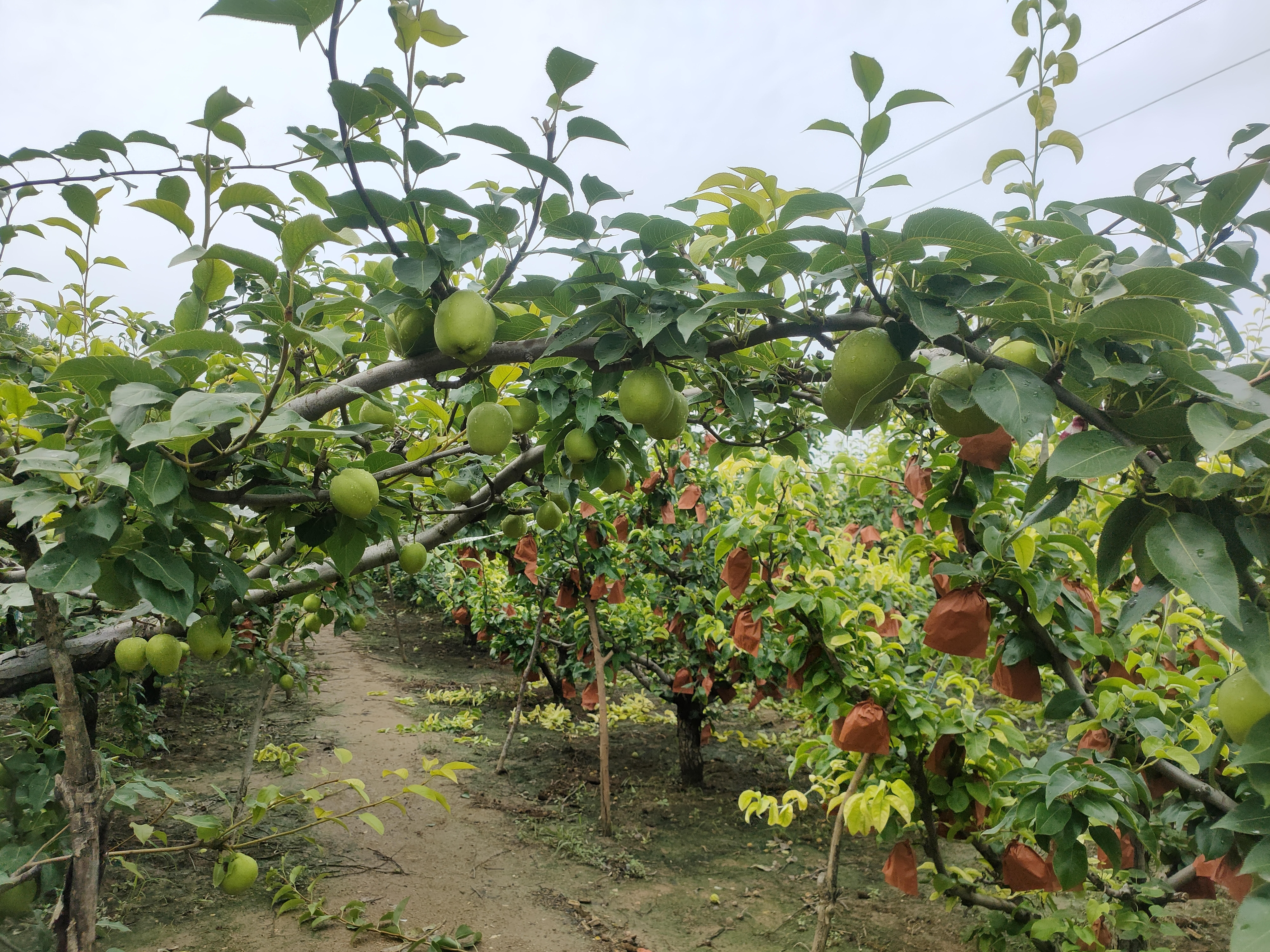 紫酥梨果园全景