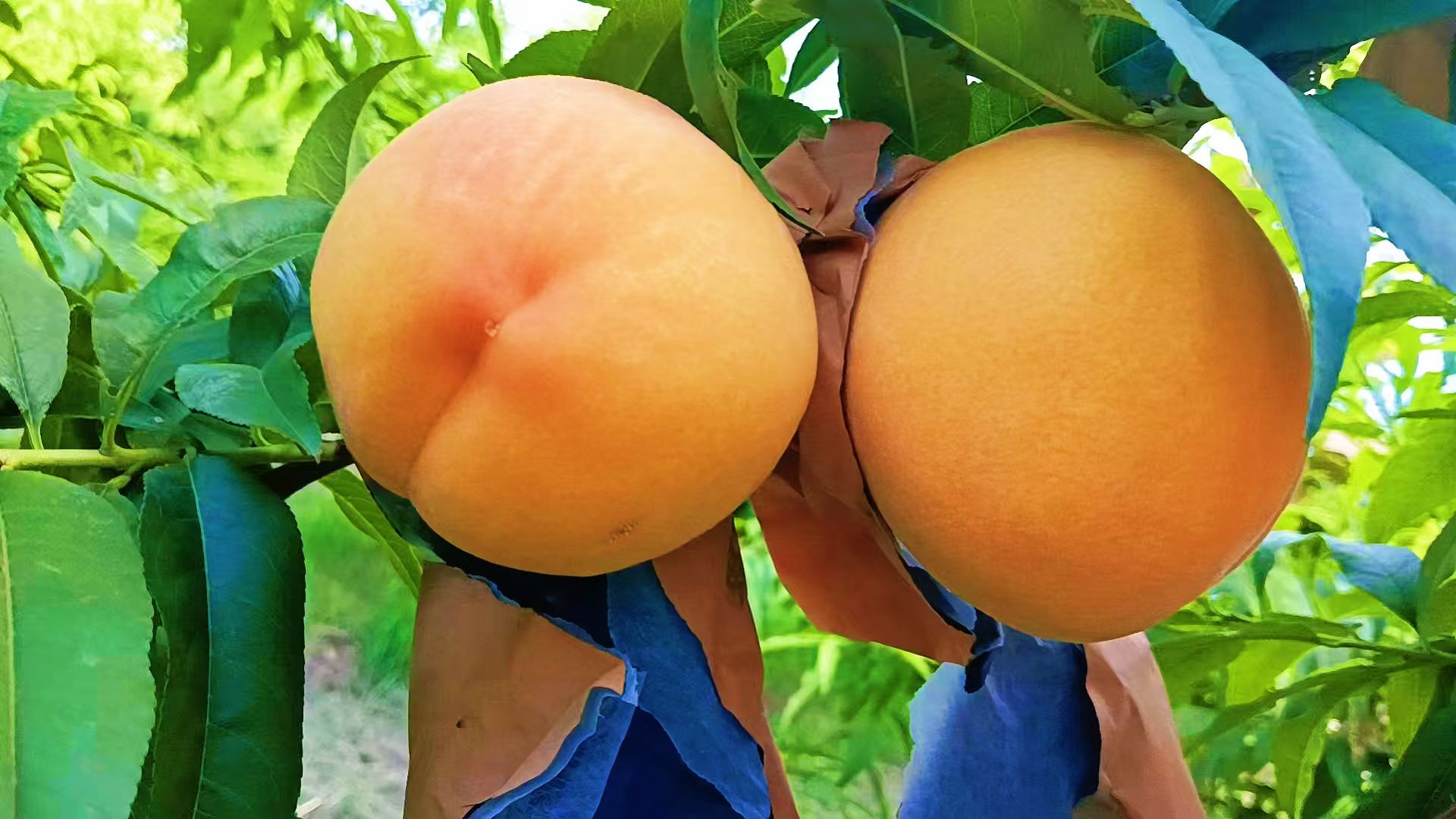 黄桃果园采摘场景