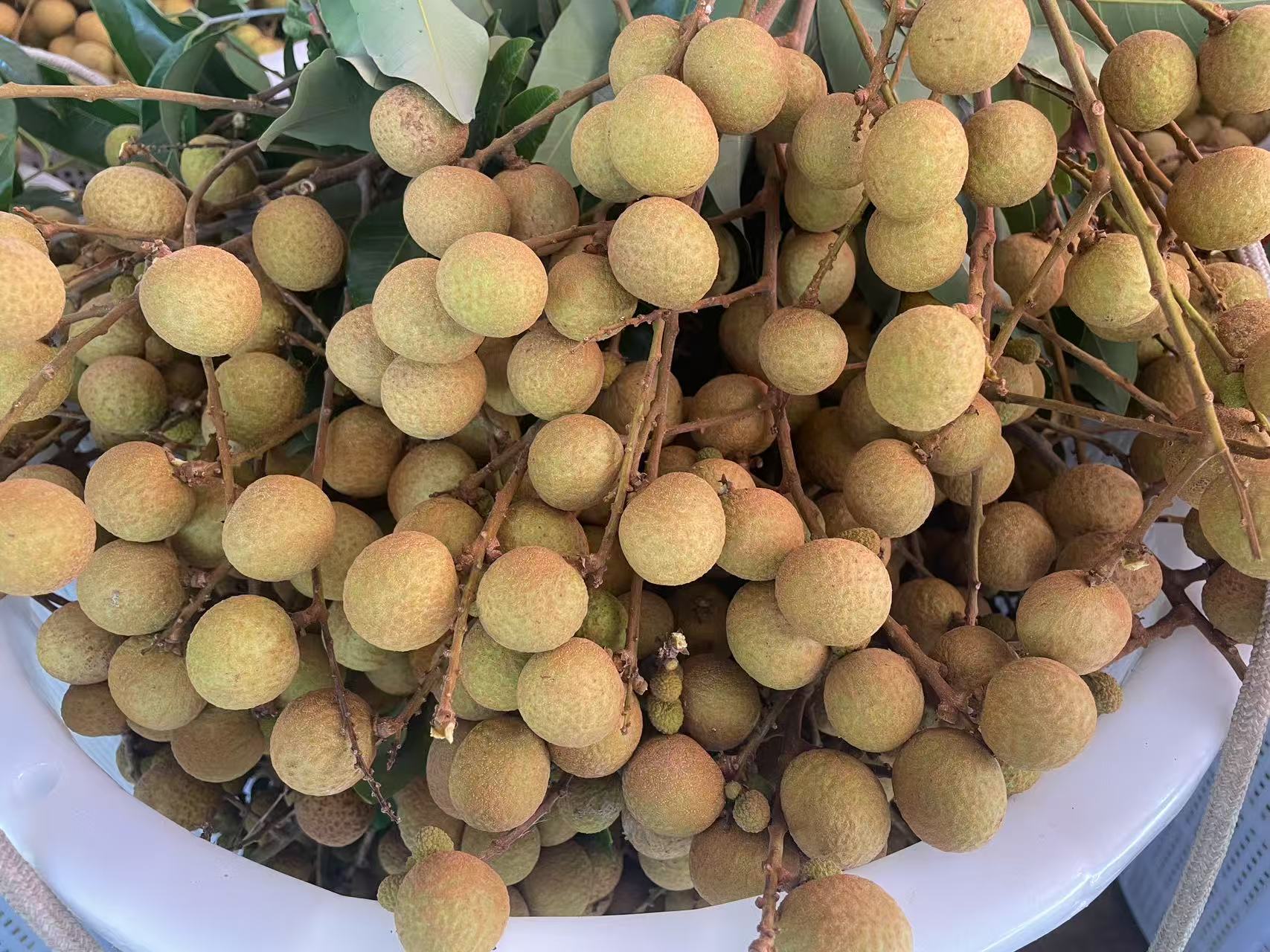 石硖龙眼特写镜头