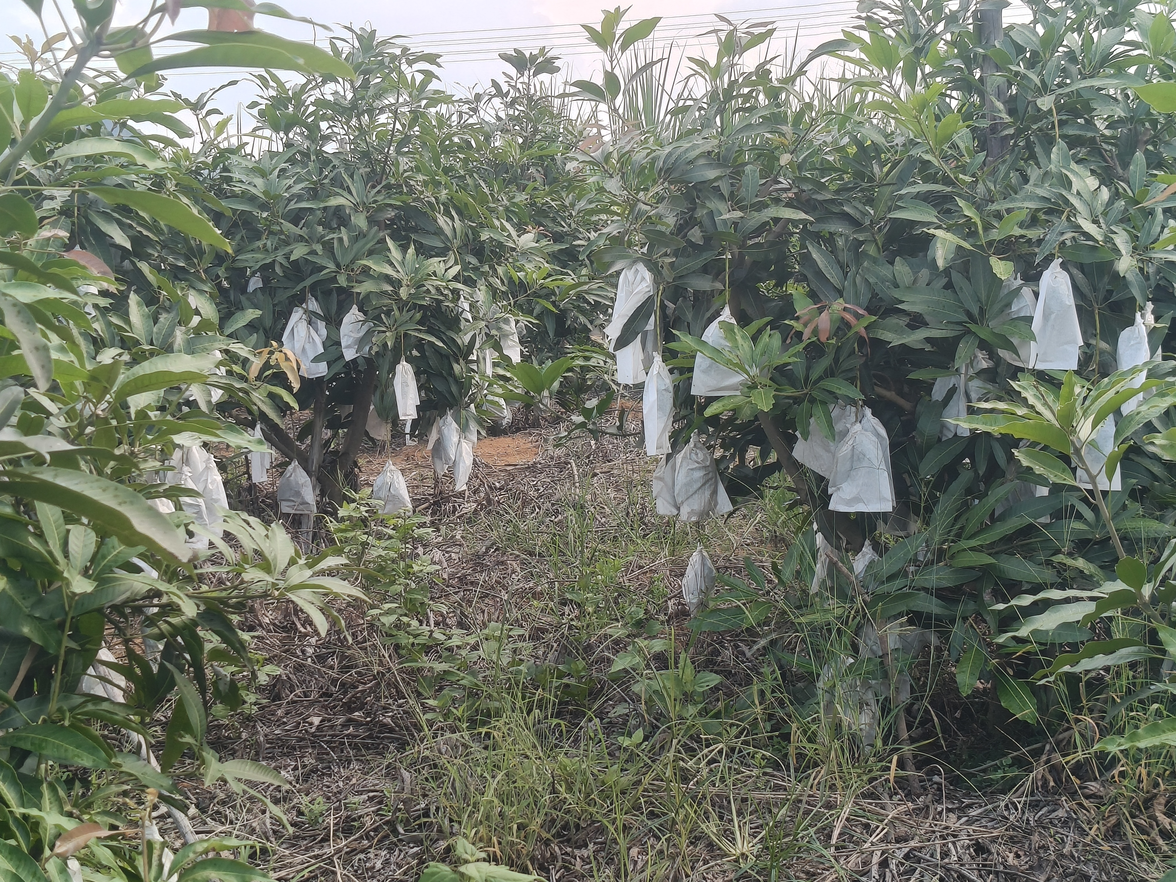 广西桂七芒果园采用滴灌与果实套袋技术,展示现代农业管理方式 桂七芒果园管理