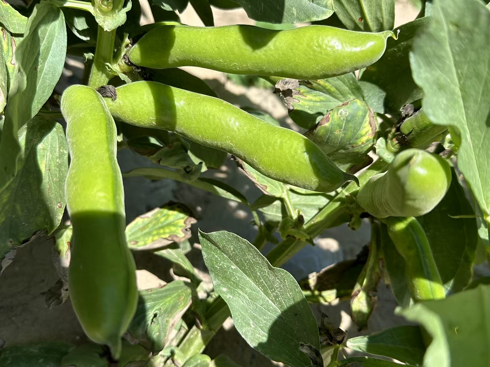 新鲜带露水的翠绿蚕豆豆荚特写，豆荚饱满挺括，表面覆盖细密银白色绒毛，部分豆荚微微鼓起可见豆粒轮廓