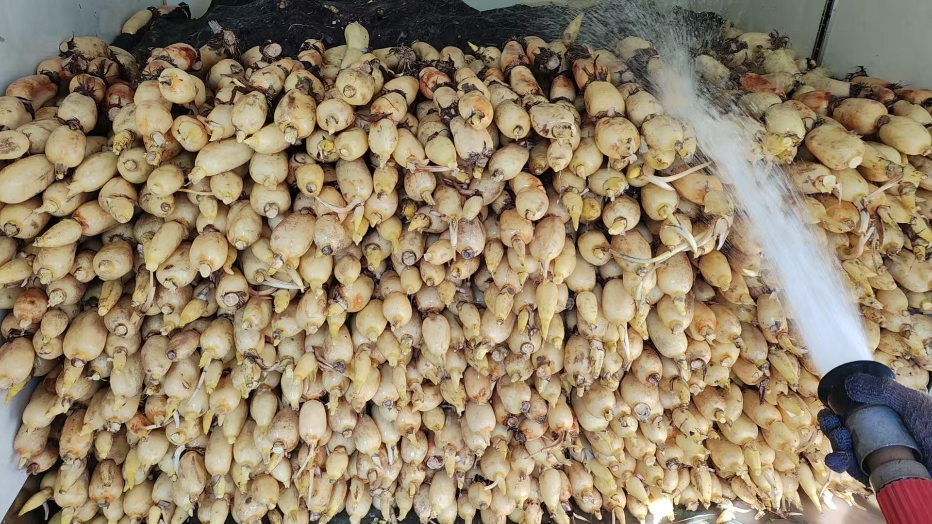 白莲藕正在用软毛刷清洗，去除表面泥土