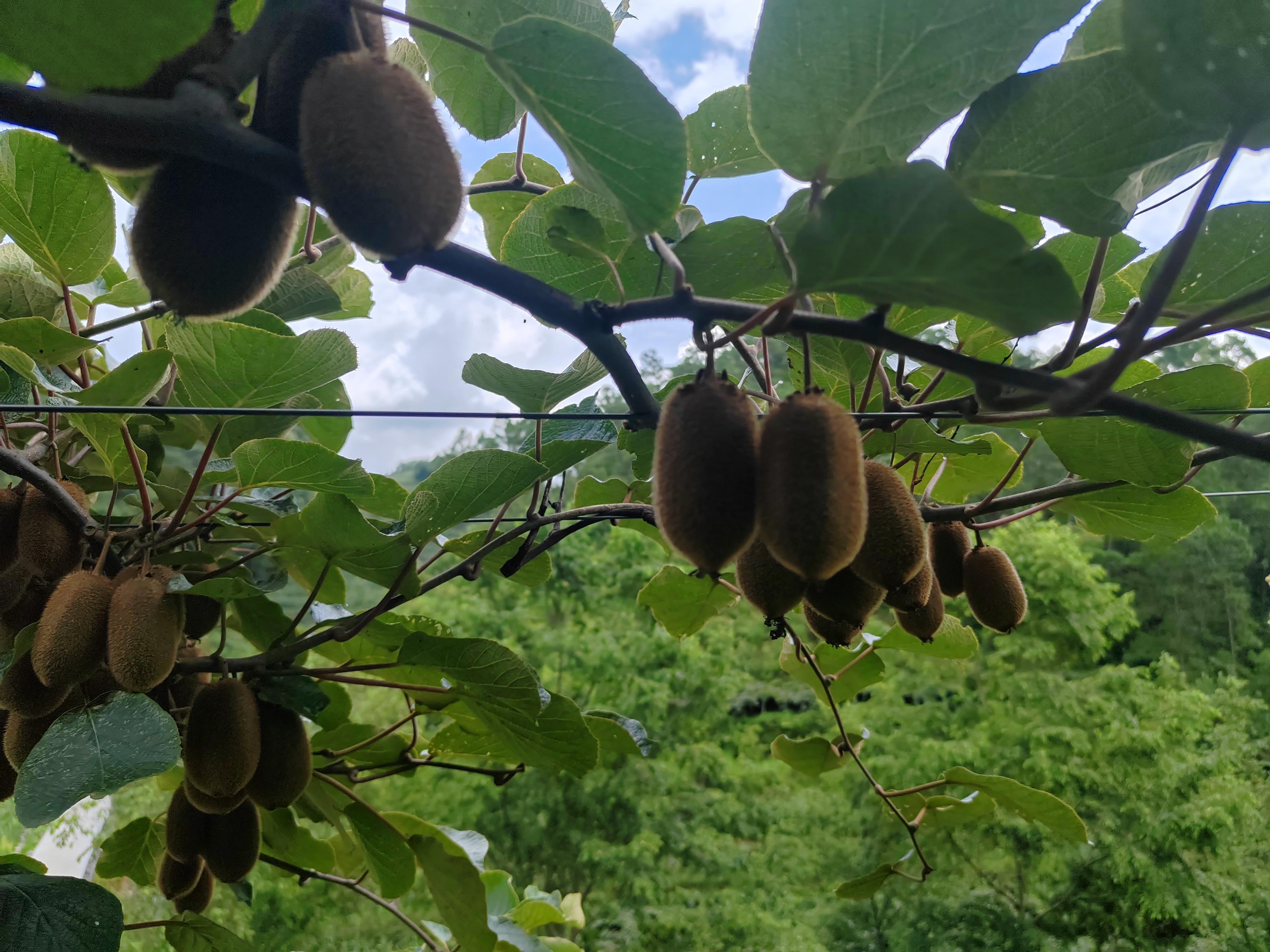 绿心野生猕猴桃生长环境实景图