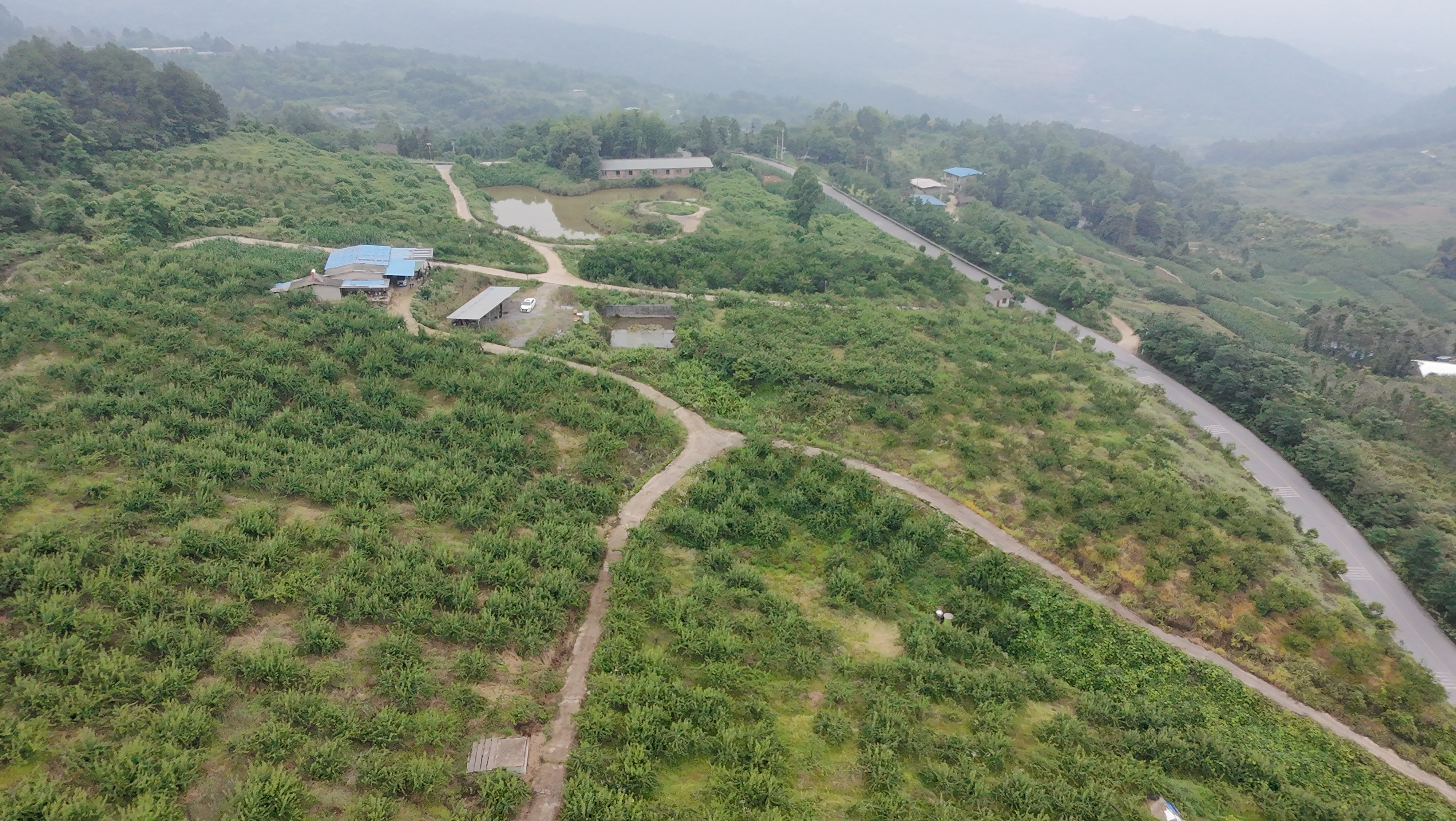 一片郁郁葱葱的山地果园中,成片的脆红李树整齐排列,枝头挂满紫红色的李子,在阳光照射下果面泛着自然光泽,部分果实已成熟呈现深红色,农民正在树间进行采摘作业,背景为绿色丘陵和蓝天 脆红李子果园全景