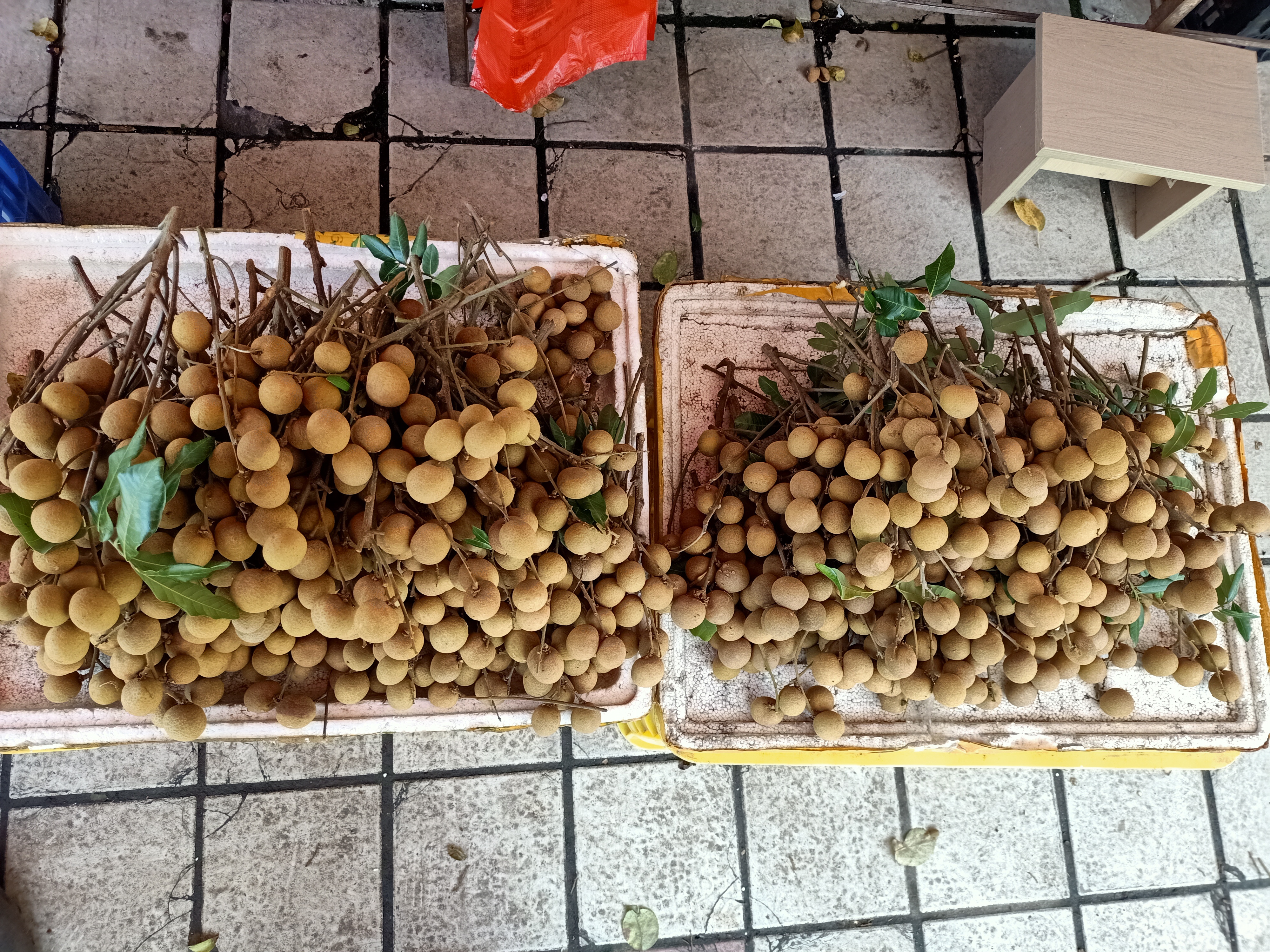 储良龙眼果实在阳光下新鲜饱满
