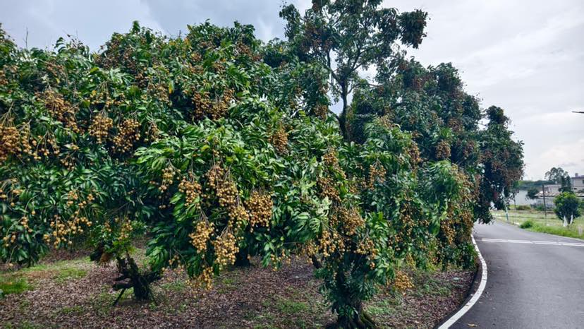 石硖龙眼标准化果园秋季施肥作业场景
