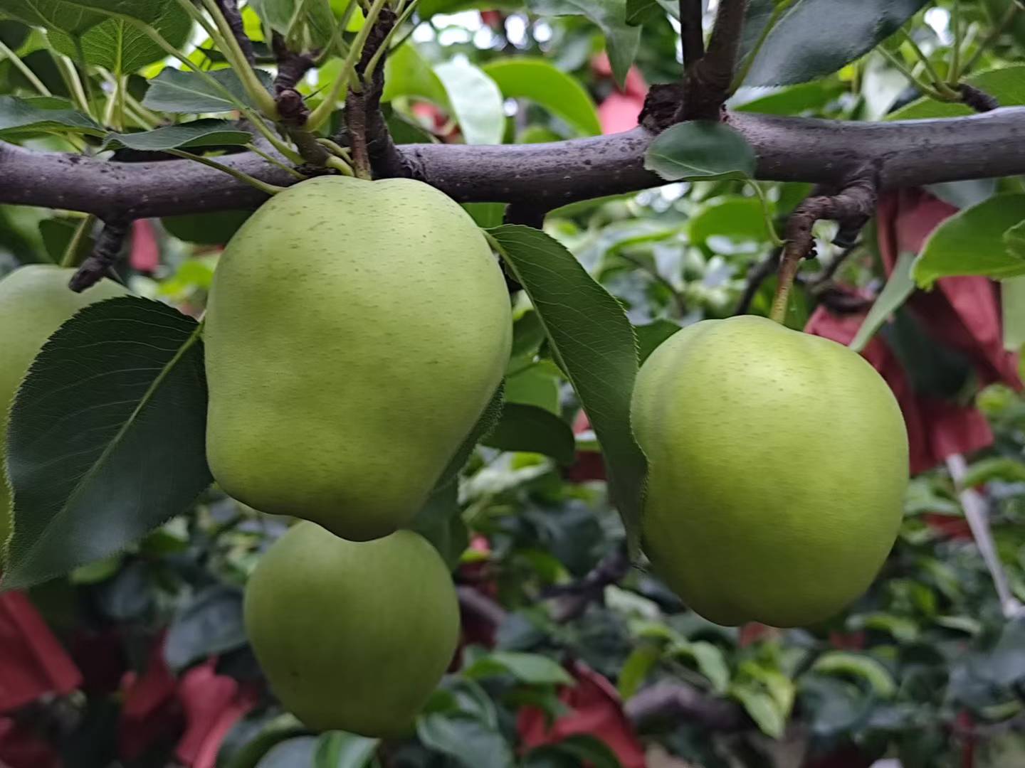 一棵处于膨果期的桂花梨树,枝条上挂满青绿色果实,果实正处于快速膨大阶段,叶片浓绿健康,阳光照射下可见果面光泽。背景为典型南方丘陵果园,土壤呈红褐色,地面覆盖有机 mulch。 梨树膨果期生长状态