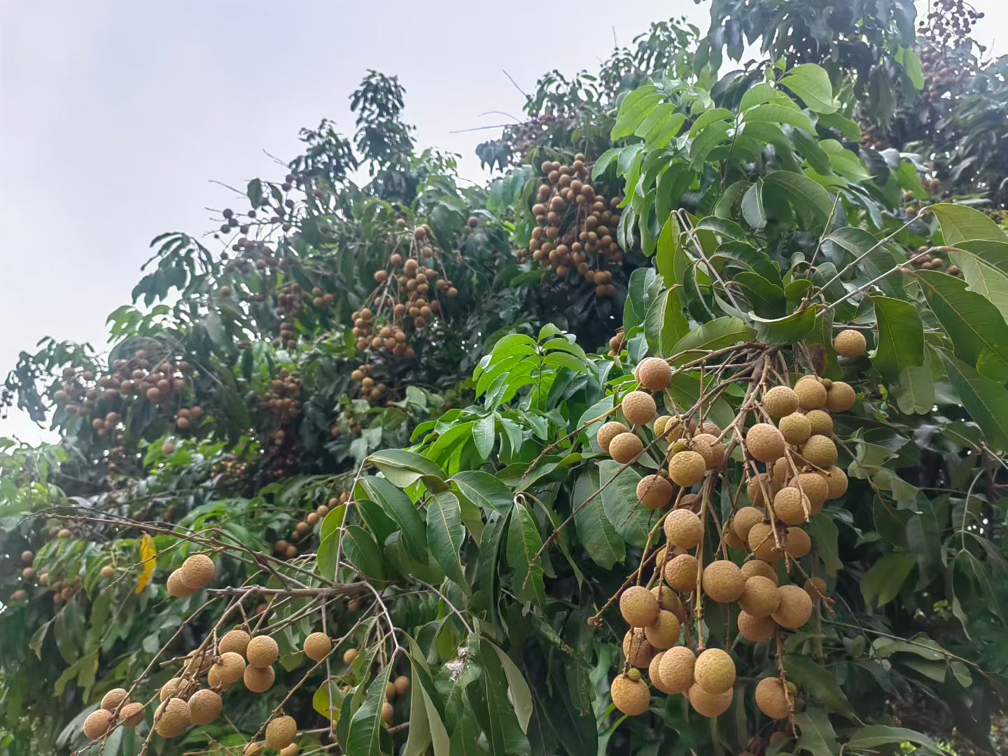 石硖龙眼冬季修剪与清园作业现场