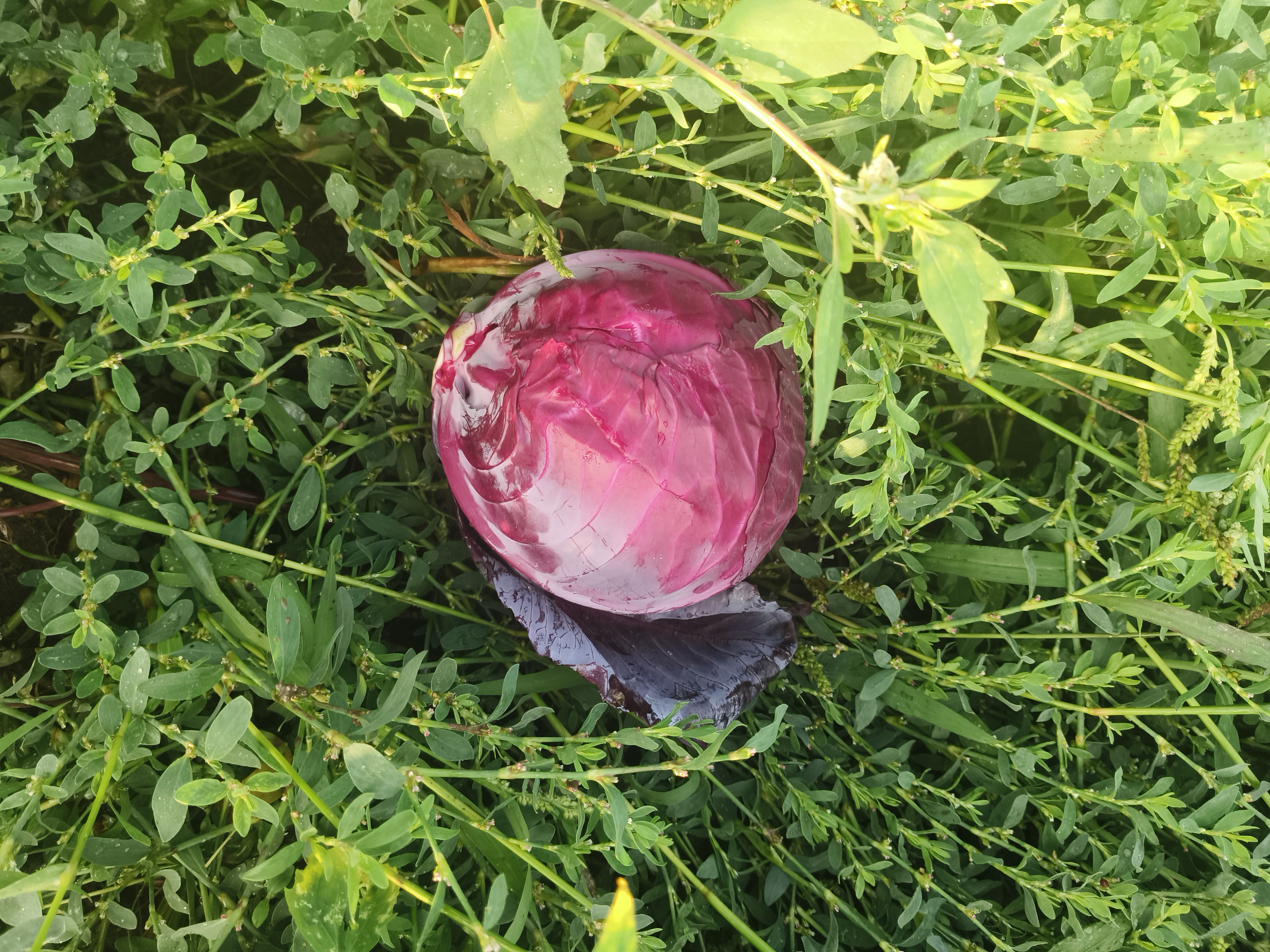 紫甘蓝植物生长在菜园中，叶片呈深紫色，阳光照射下色泽鲜艳