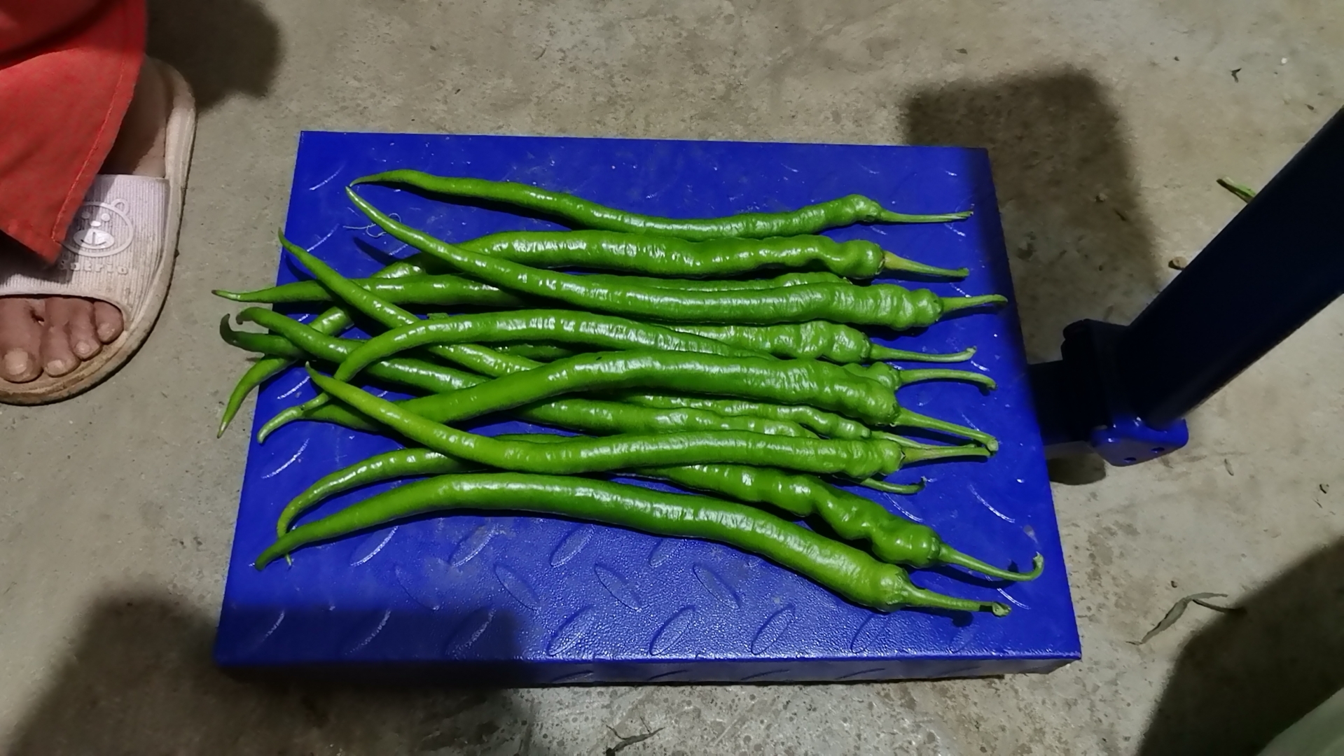 新鲜青尖椒特写:多支深绿色线椒整齐排列,表皮油亮带天然蜡质光泽,蒂部翠绿完整,背景为竹编托盘 新鲜青尖椒特写:多支深绿色线椒整齐排列,表皮油亮带天然蜡质光泽,蒂部翠绿完整,背景为竹编托盘