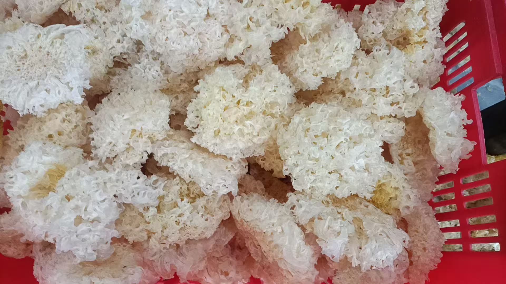 鲜银耳与干银耳的对比图