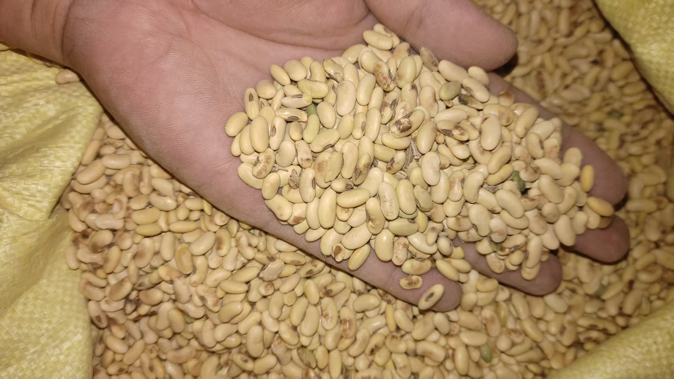 04年大豆危机期间东北大豆田与进口大豆卸货码头对比图