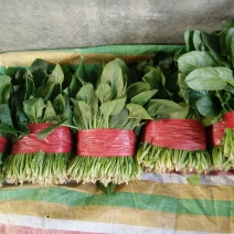 越冬菠菜20~25厘米