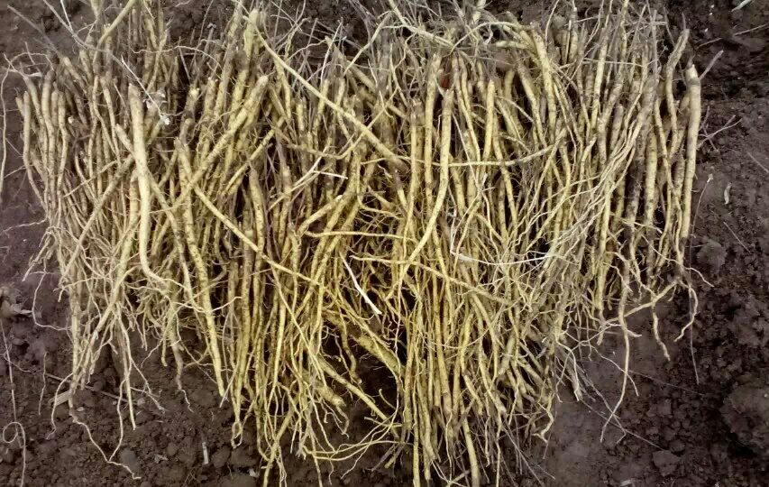 黄芩田间采收场景