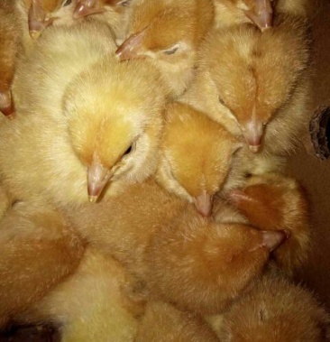 快大黄鸡苗 大黄公鸡苗