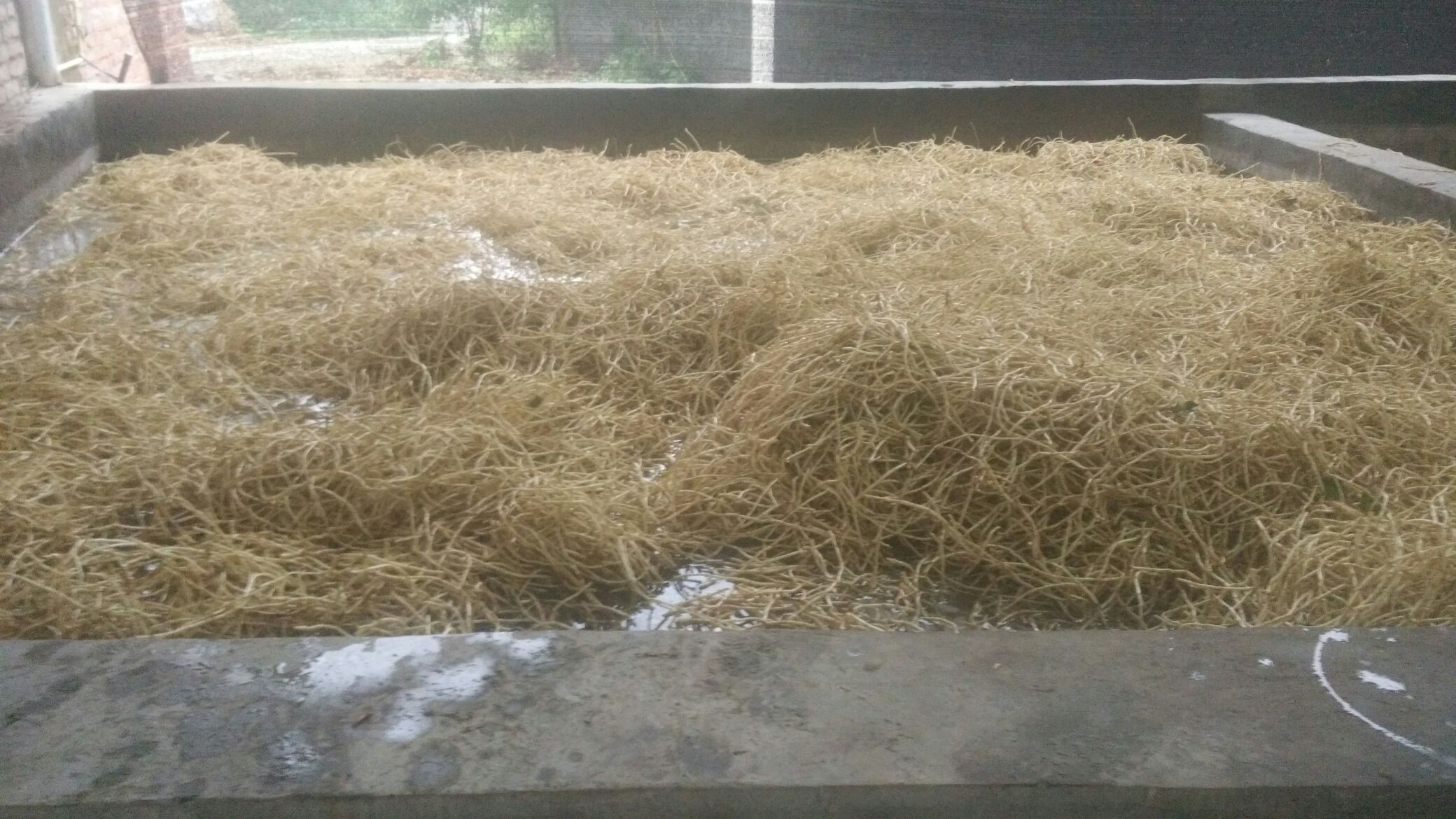 鱼腥草与蛇舌草的清洗处理过程