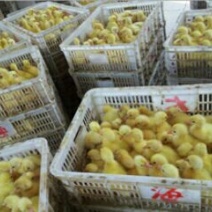 皖西白鹅鹅苗250g以下